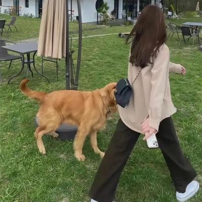 内战圣伯纳犬